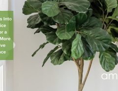 Fiddle-Leaf Fig in an office environment