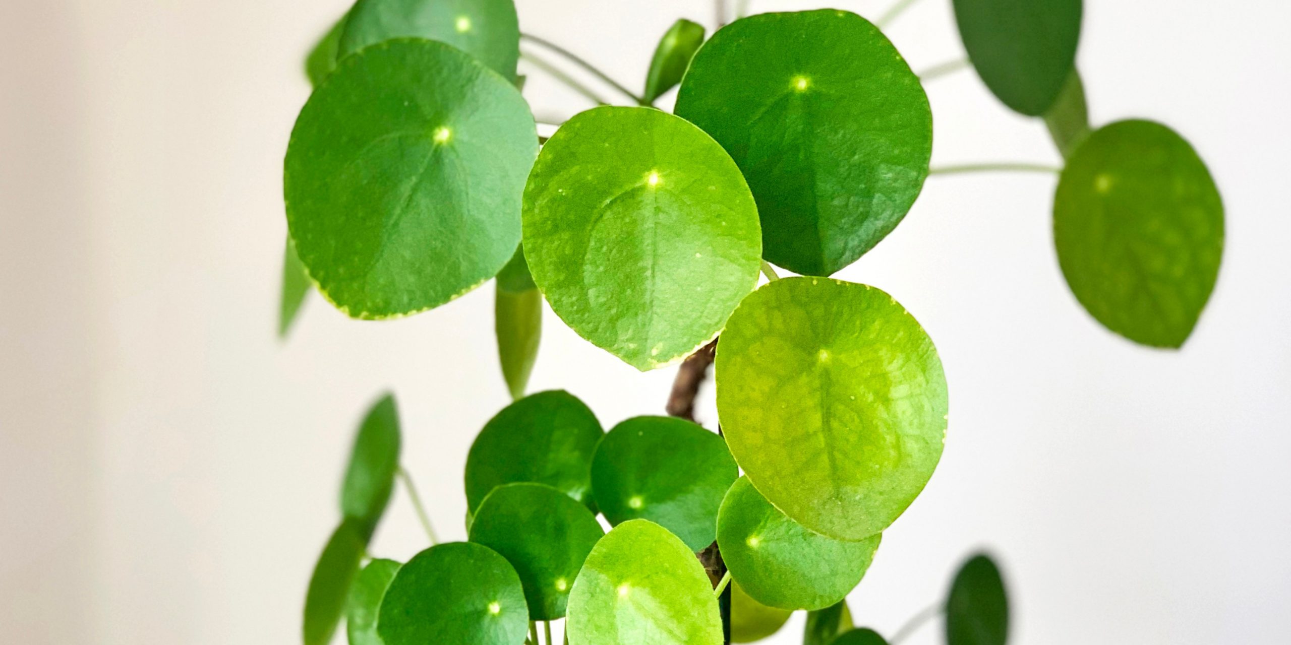 Money Plant: A Symbol of Prosperity and Perfect Indoor